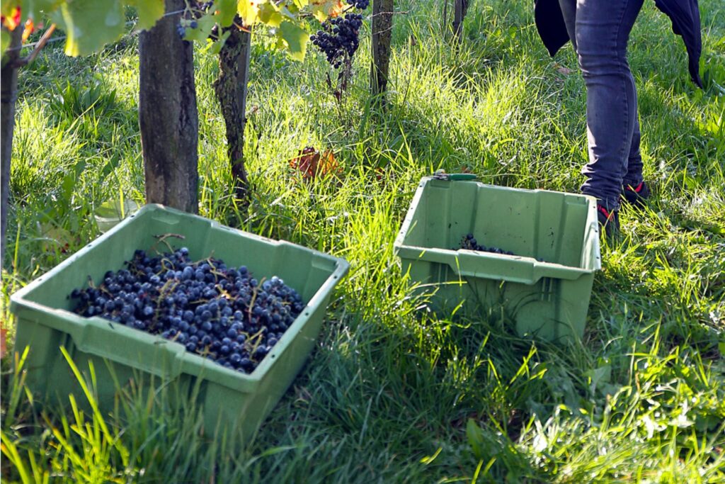 Weinlese Drehstapelbehälter Grün Transoplast